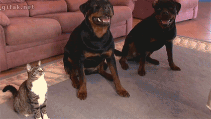 8939040e7b253e171ab1e1eed782b06b.gif