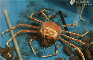 89c6a28759df9cecacb56259f9ae6d5d.gif