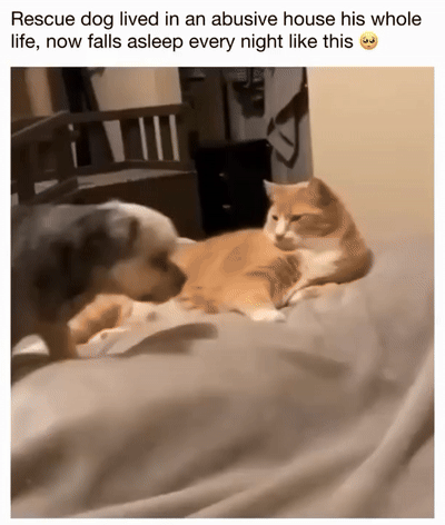 969b9fd1b23c3fb90b99e1d315a200a5.gif