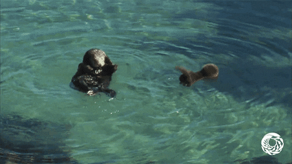9ad02a1aae042373b08b8f9bf0bb8091.gif
