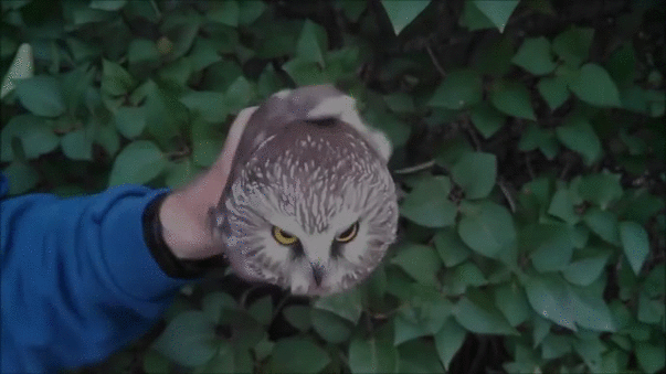 9c2dc7e0ee79dd575260f9e79b9d7236.gif