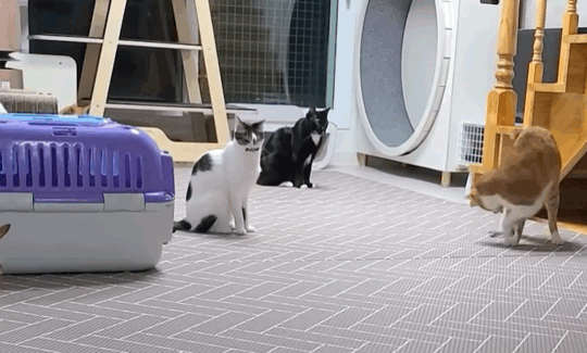 9f3a6be1c2cce13fae0e70ec50a83e48.gif