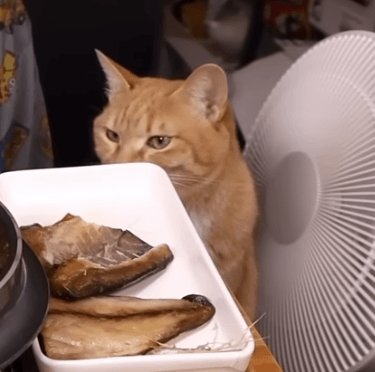 9f5946f78607ea172669b9091dab3a09.gif