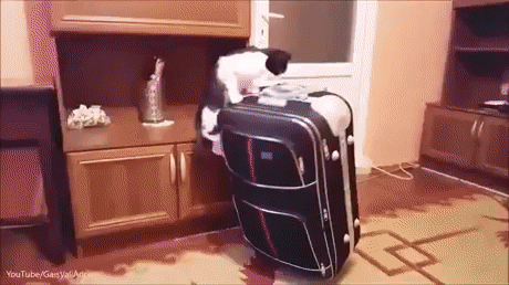 a0daca6c06f2521e8067823eb099ea4b.gif