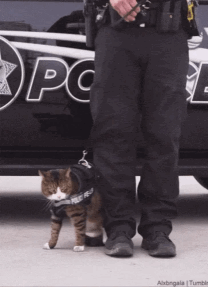 a0e130f4be45a5855d98a32a8c9d6e9f.gif
