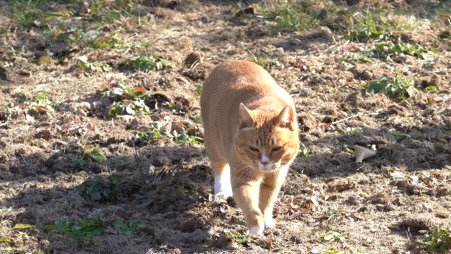 a15ec21c54e4f2ccfaa6cb2752b3e5b7.gif