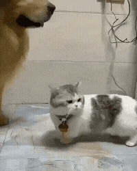 a9dc077f08dad2dc40479d1a4cf49721.gif