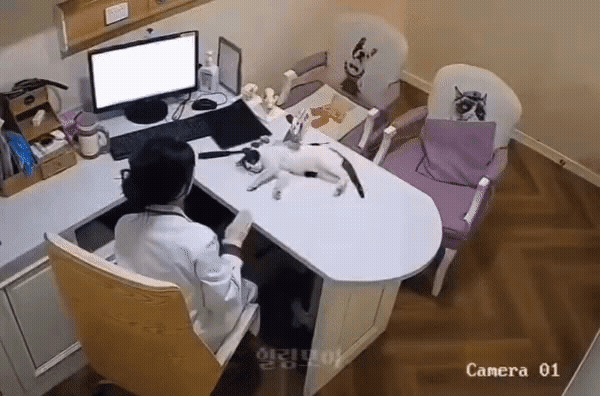 ab02d702093ede7cb847dcb41f586dd7.gif