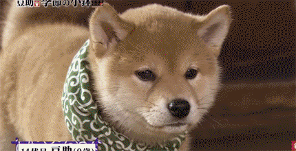 ac7a8937ac5a5eb8043c455c2ca562a1.gif