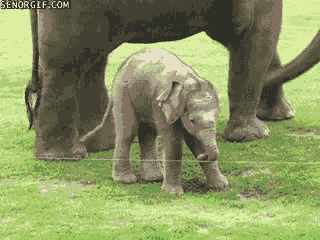 ac9a66eb6d83b4ae92a913d0faca890d.gif