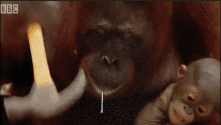 b4c9b6a9384c8d1f6bdcb70360a96cc6..gif