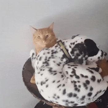 bb2010c8971079ba4749dbbbc4743c1a.gif