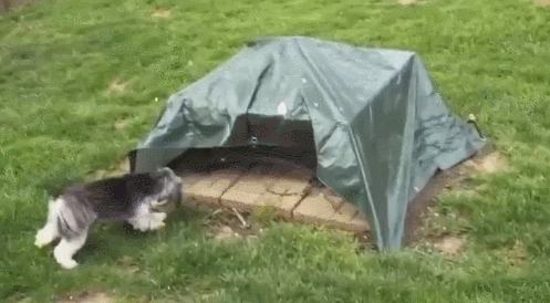bcea2ae8ca5485d0b3f3079365e7c8fd.gif