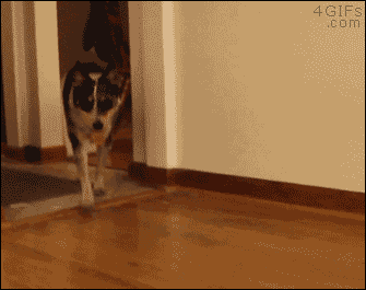 c3ad2a0ee80834d691341122f974566e.gif