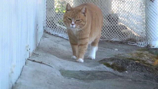 c4931dcdf03ea0b5b37896485a7361f8.gif