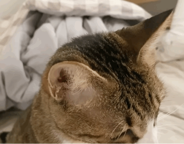 c5d3b8ed53db89e587847a4ac5fb780f.gif