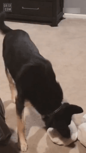 c7f697d237acfc40b339ae6089299494.gif