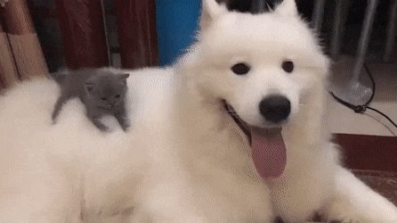 c99991ab8f64ea7988b4f84e77513971.gif