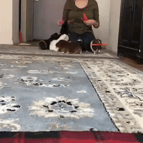 ca04c1e53431ef04865ce125f1fedcf6.gif