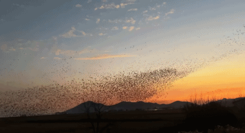 cc3794ca4ed274e38607247c5fc3476c.gif