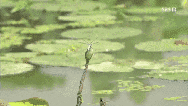 d1786a356e025b4fc413385e7ac64dd3.gif
