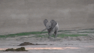 d2cee6d5368c393325f543ef093e1cfe.gif