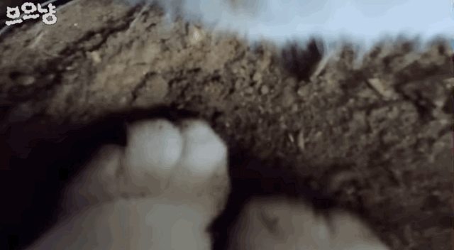 d5e23d2e9539d65d32a3e0369a19948b.gif