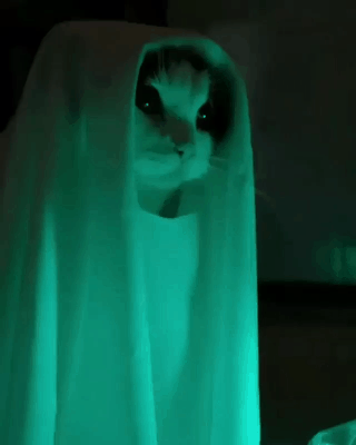 d5e7508b8fe0769fccedaf940fc6209b.gif