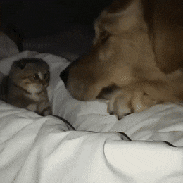 d6d02314f391d2a9210a6bb1c4788ab8.gif