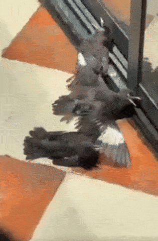 d71b02d262bdd76f87e8fc67f20e7173.gif