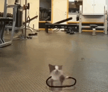 d824145c0bd1291b8f9439cb9f1bb811.gif