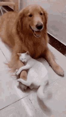 ddae8136084dbcab5117ce6e5c2aa999.gif
