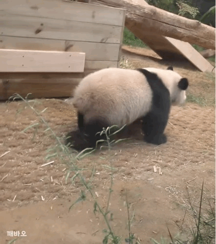 e1580f3595b36080f341a965138d0a85.gif