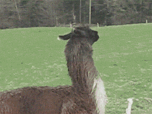 e284e17a93cefa4df81b63ffa21993eb.gif