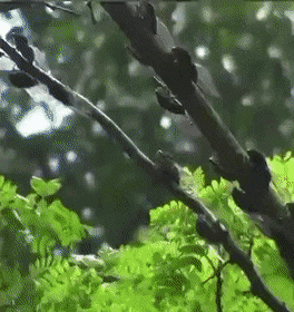 e301c2d371dd1832bbaa25667bd23f9f.gif