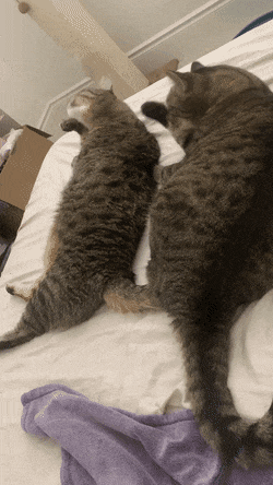 e373960f4d5187fb7fe9e4e1eadd64e1.gif