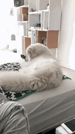 e475283f10fdc59e78ce948ab38ae0ff.gif