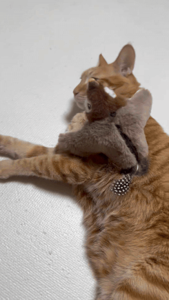e9efafd1e26ec2331b0b1b34890aff32.gif