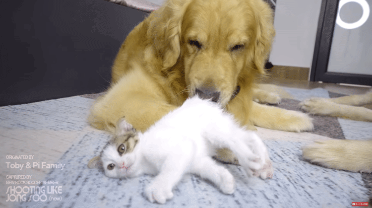 eb46187c6552c297bf1c1d44cbd0254e.gif