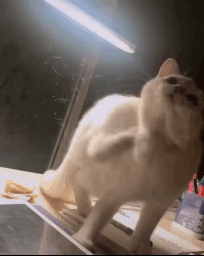 ee347514ba32dca410696441b4940269.gif