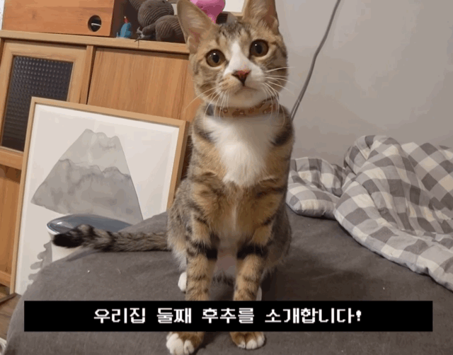 f03ae05c3cdca14cc075fe57f9e62de8.gif