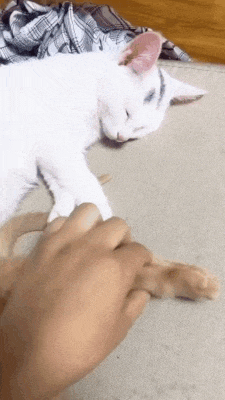 f1cf1b285f2931408b4e366f838831d5.gif