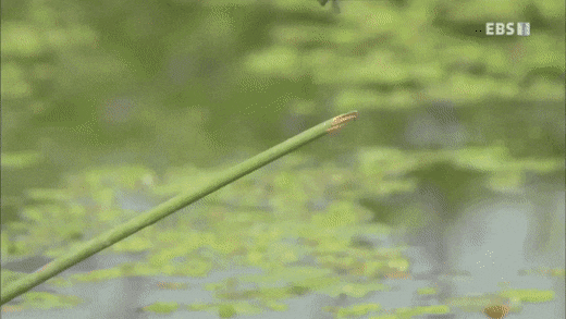 f2c699c8dc765d539d3de11f1e277ff4.gif