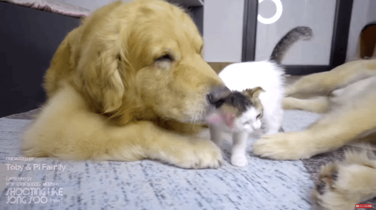 f4a503dfdfe57739edc02fa9084e8e7a.gif