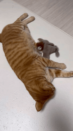 f4b6bed89a2a918911e47717dac2185b.gif