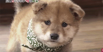 f5189a87d7be689215380ea2c351b7b1.gif
