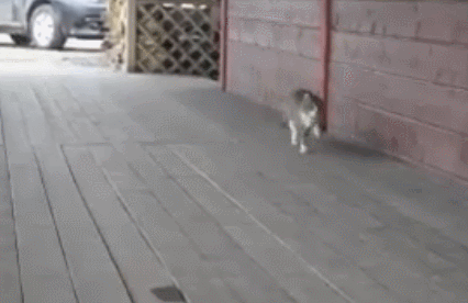 f6ed26c03d198296fcbc8f9af07c51da.gif