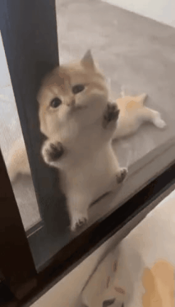 fad21fb66501a96ec0d4759c0a35ee0a..gif