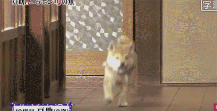 fc032b08b7adc40f4bc5c45e72234fe4.gif