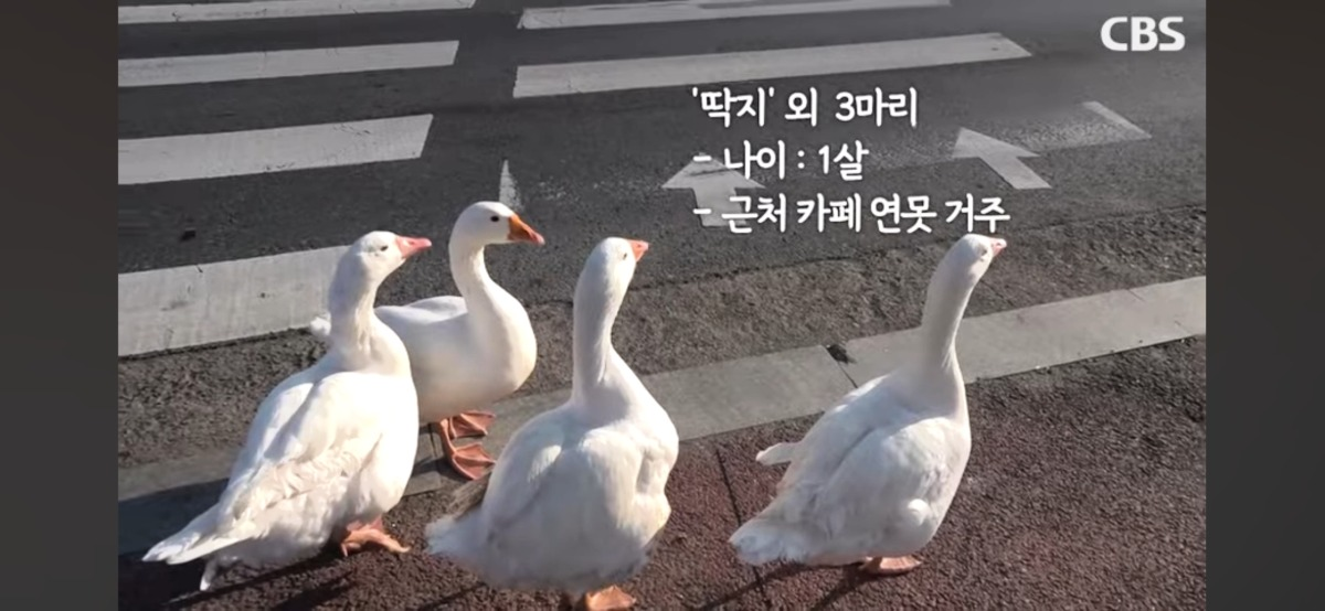 fc39c88f389216846bd079fc09b3c1b5.png